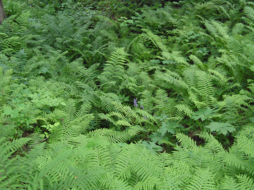 30783 (a): :1600x1200